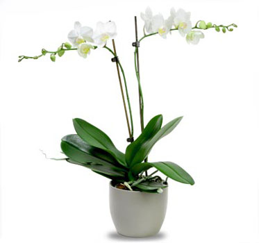orkide-gonder